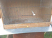 Budgie breeding cages