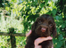 Stunning first litter of working sprocker puppies