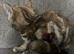 2 bengal cross kittens