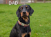 Lithuanian hounds looking forever home