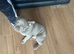 Blue Male French Bulldog