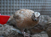 200 Japanese Jambo Quails for Sale.