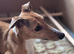 KC Reg Whippet Puppies