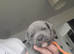 beautiful puppies