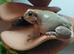 Blue eyed whites tree frogs