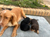 Cocker spaniel puppies