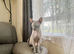 Dobby - Friendly Blue-Cream Sphynx Boy - &pound;800