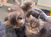 Stunning doll face Persian kittens
