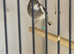 Irish fancy canary hen