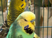 Budgies for sale