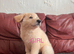 Ready to leave quality GSD pups 1 female left