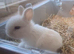 2 Female Rabbits for Sale