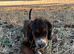 Cocker spaniel boy