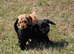 Fabulously Fluffy Cockalier-a-Poo Puppies – Ready Soon!