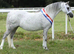 Quality Welsh Section A Show Filly Bred In The Purple