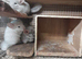 Beautiful Baby Chinchillas looking for their forever loving homes