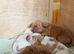 Bocker puppies for sale