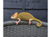CHAMELEONS