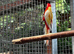 Gorgeous young Rosellas
