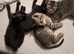 3 male kittens