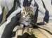 Kittens looking for their forever homes