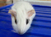 Baby female guniea pigs ready to be reserved