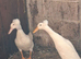2 Beautiful white crested runner ducks.