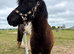 Registered Shetland Gelding