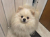 Pomeranian Puppys