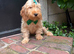 Boris, the cockapoo