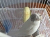 Female Gloster Canary White – Manchester
