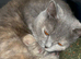 BSH/BLH Kittens Ready to Be Reserved
