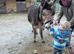 Two stunning coloured Jenny donkeys
