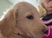Beautiful happy F1 Labradoodle puppies