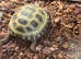 Horsefields Tortoise juvenile
