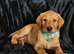 ☆☆☆☆Beautiful Fox Red Labrador Puppies☆☆☆☆