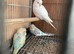 Lovely baby budgies