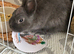 Netherland dwarf bunny