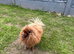 Pomeranian Chocolate