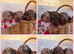READY NOW Kc registered mini dachshund pups