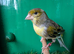Proven pair Timbrado canaries