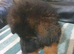 German shepherd puppies 8 weeks 12/09/2026
