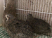 Japanese quails