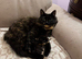 Too lovely young cats needing homes