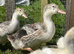 Silver Appleyard