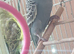 3 baby budgies for sale