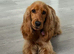 Cocker Spaniel girl no KC