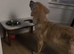 Beautiful KC-Registered Female Golden Retriever Puppy - 16 Weeks Old