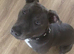 Beautiful 10 month staffy x English bull