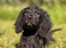 Black cockapoo puppy